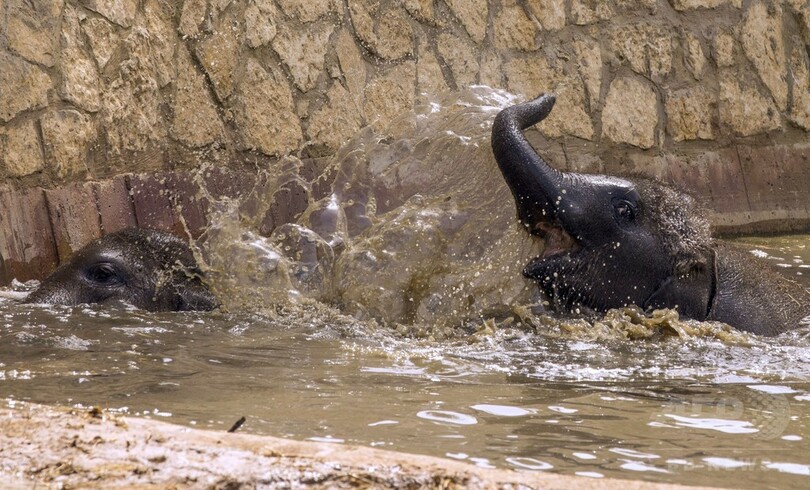 美味しい氷で暑さもへっちゃら？イスラエル動物園