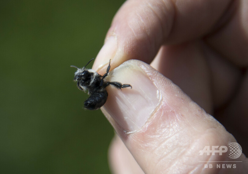 昆虫は恐竜のように絶滅する…独アマチュア団体が重大なデータを提示