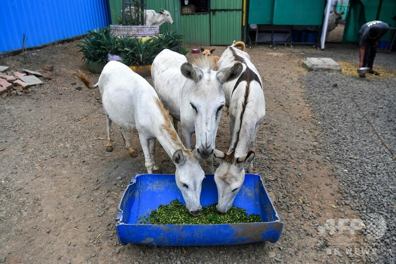 路上に捨てられシェルターで「歌姫」に、ロバのエミリー インド