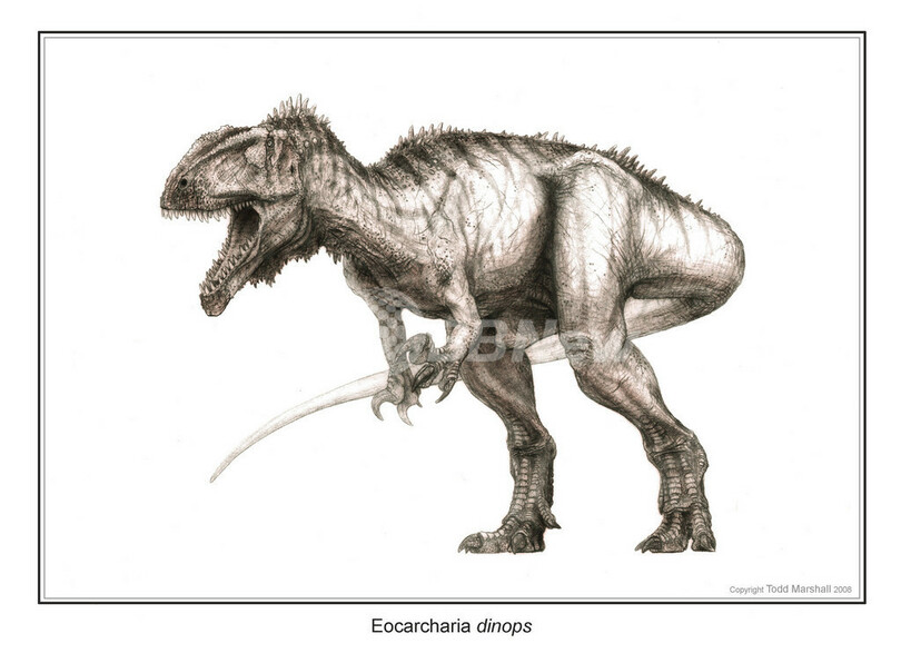 1億1000万年前の肉食竜、新たに2種発見、ニジェール