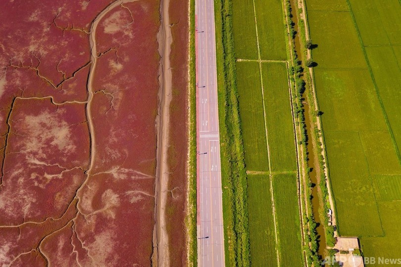 一面真っ赤の湿原「レッドビーチ」 中国