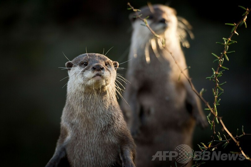 全部で何匹？1週間かけ850種を調査、ロンドン動物園