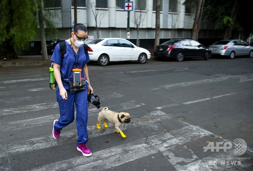 セラピー犬のパグ「ハーリー」 医療従事者を笑顔に