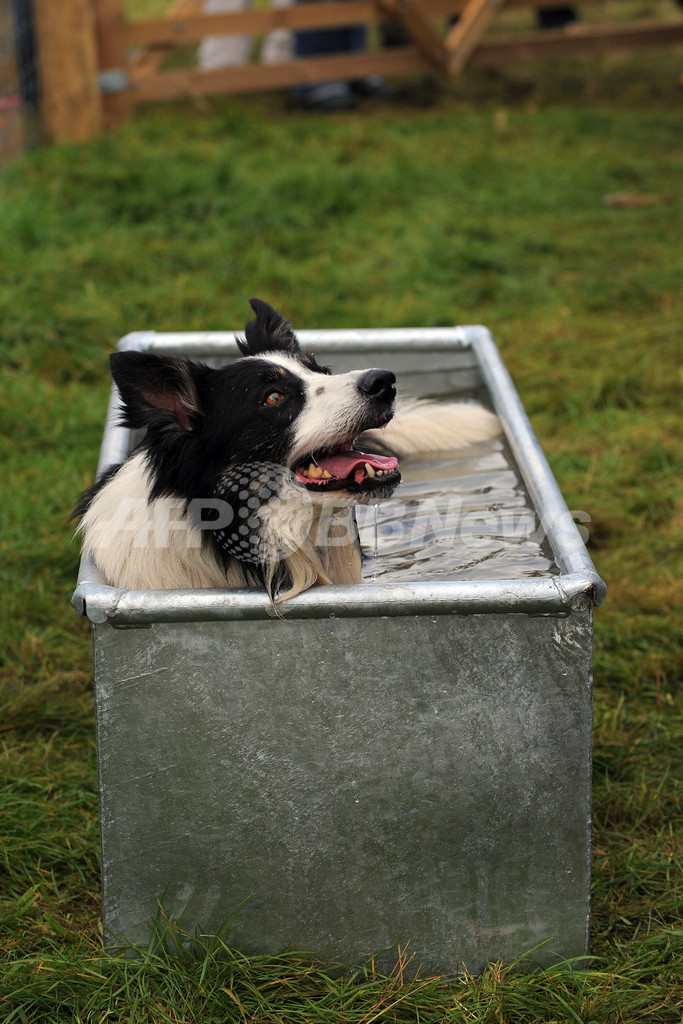 英イングランドで牧羊犬コンテスト