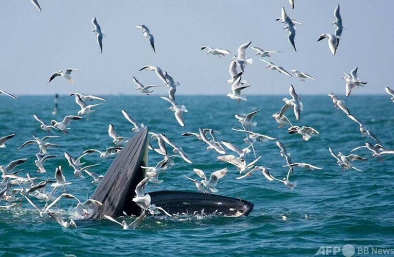 中国は初のニタリクジラの重要生息地を設立
