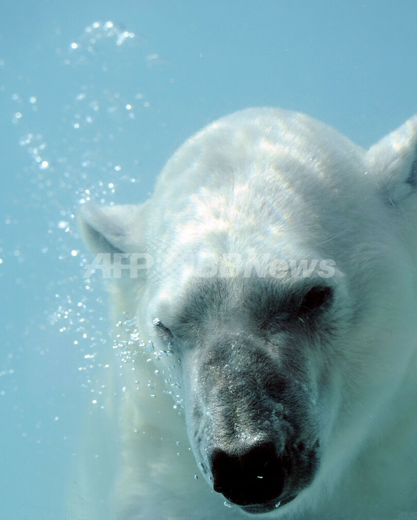 観察されているのは人間？フランスのシロクマ