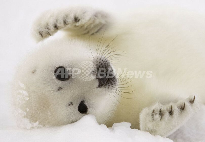 タテゴトアザラシの赤ちゃんが姿を見せる　カナダ