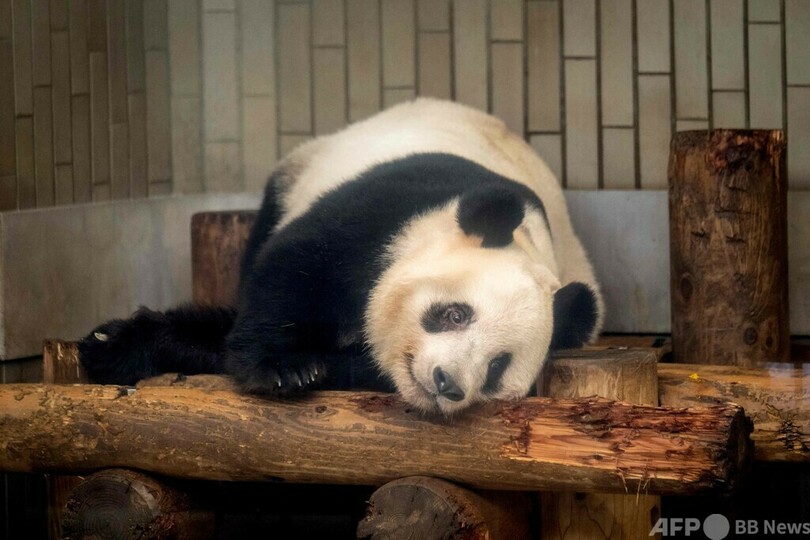 シャンシャンにお別れ 日本からパンダ4頭返還へ