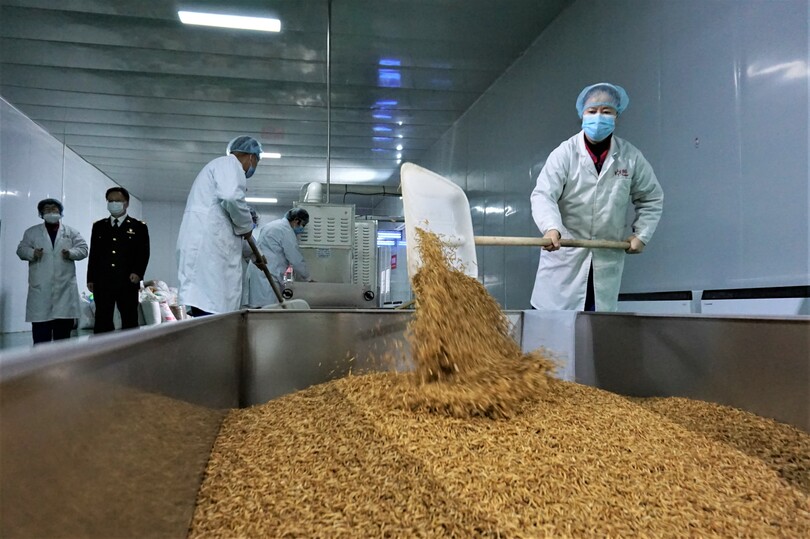 「昆虫食」の輸出好調、農村の貧困脱却を後押し 中国・大同市