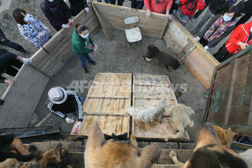 北京の高速でトラックから犬500匹救出
