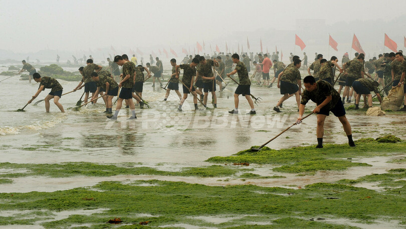 北京五輪セーリング会場、藻の除去作業続く