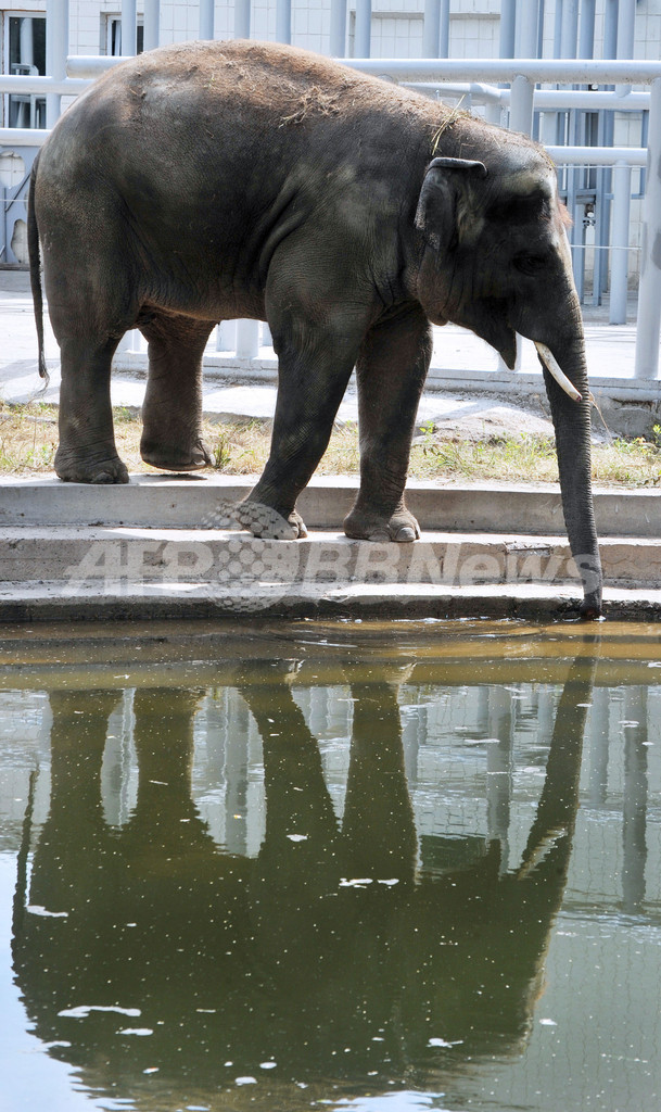 あれっ、ゾウはどこ？キエフ市内の動物園でゾウ公開
