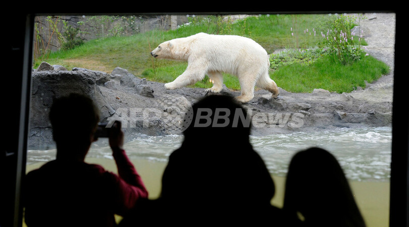「もうちょっとで手が届くのに…」、ドイツのシロクマ