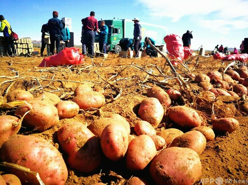 中国国内初のジャガイモまんじゅう テスト生産開始 