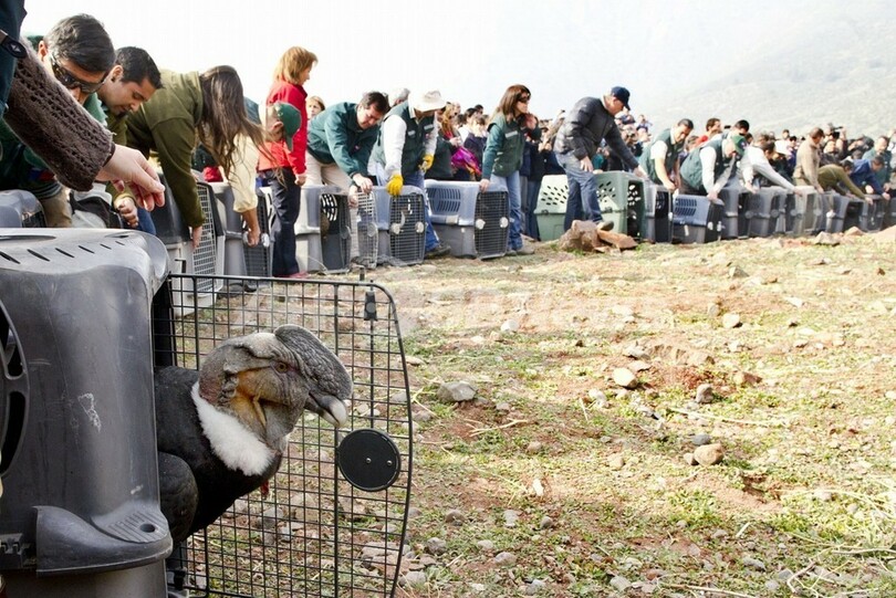 コンドルよ飛んで行け、保護した18羽を放鳥 チリ