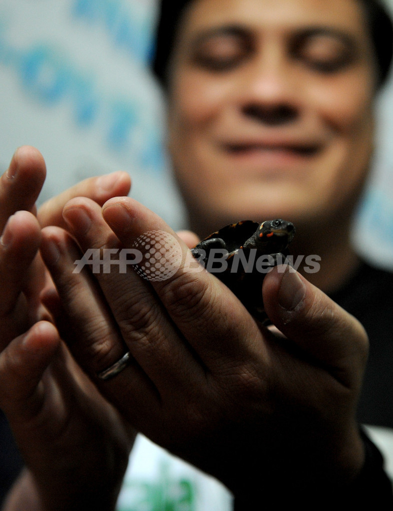 香港に密輸のカメ31匹、フィリピンへ返還 絶滅危惧種も