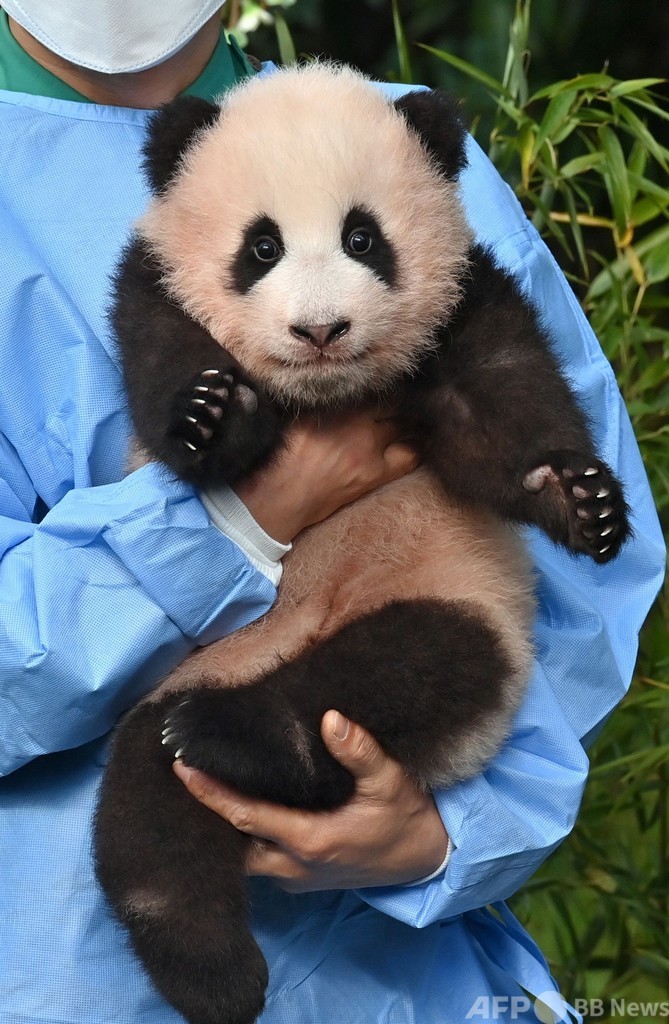 赤ちゃんパンダ「フーバオ」と命名 韓国の野外パーク