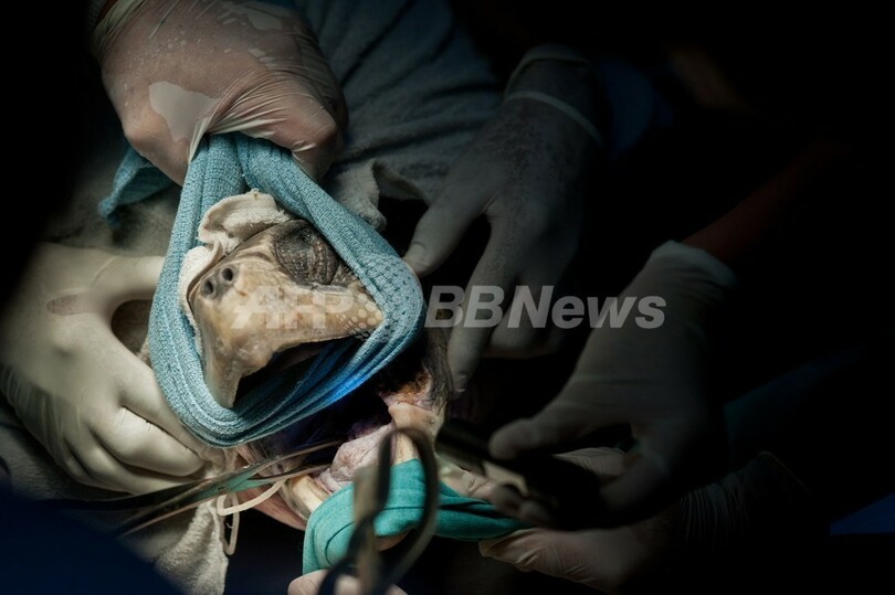 食道に釣り針、ウミガメ2匹を治療 エルサルバドル