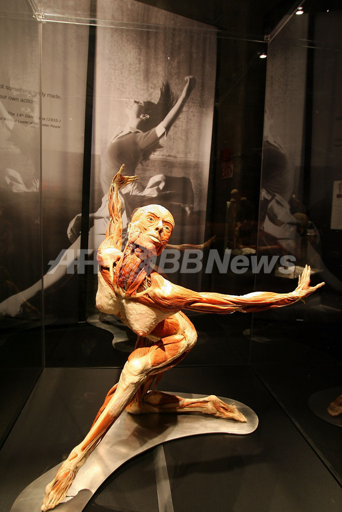 ロスの実物人体標本展覧会「人体の世界3」、美容体操中の標本も登場 写真28枚 国際ニュース:AFPBB News ロスの実物人体標本展覧会「人体の世界3」、美容体操中の標本も登場 写真28枚 国際ニュース:AFPBB News