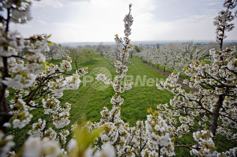 ドイツでも桜満開