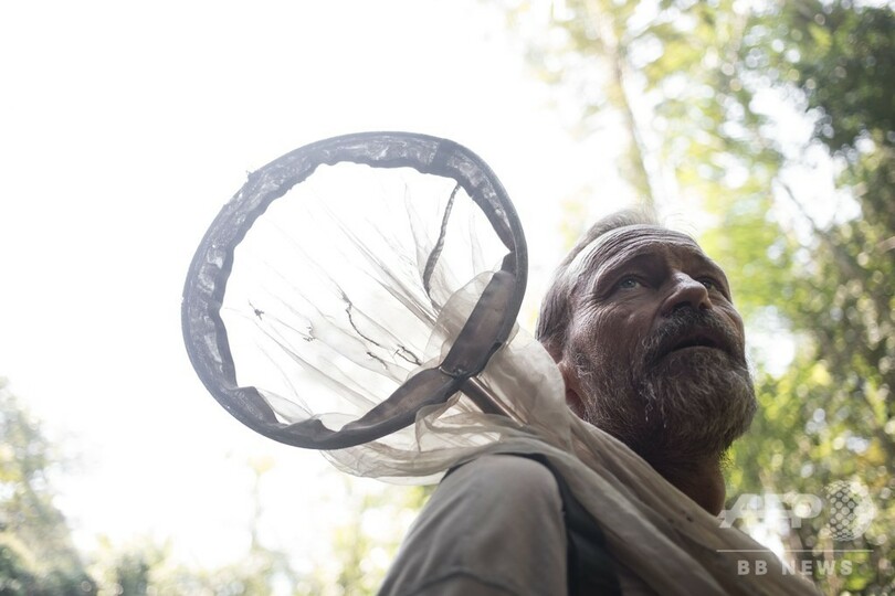 巨大なチョウのミステリー、仏遠征隊が調査 中央アフリカ