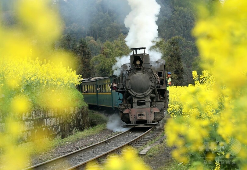 絵本のような風景… 菜の花畑を駆け抜ける蒸気機関車 四川省