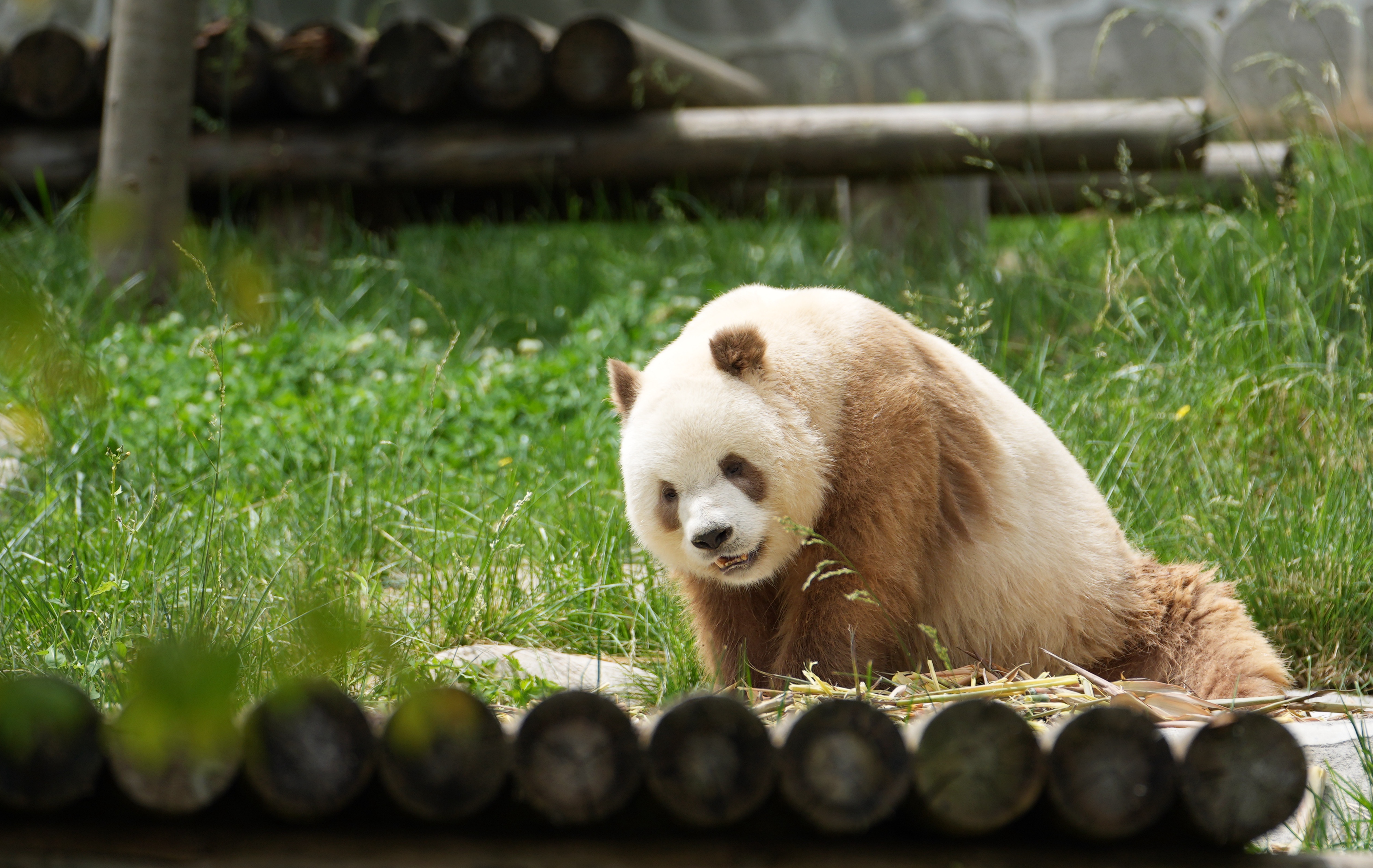 希少動物集めた秦嶺四宝科学公園、試験運営始まる 陝西省 写真13