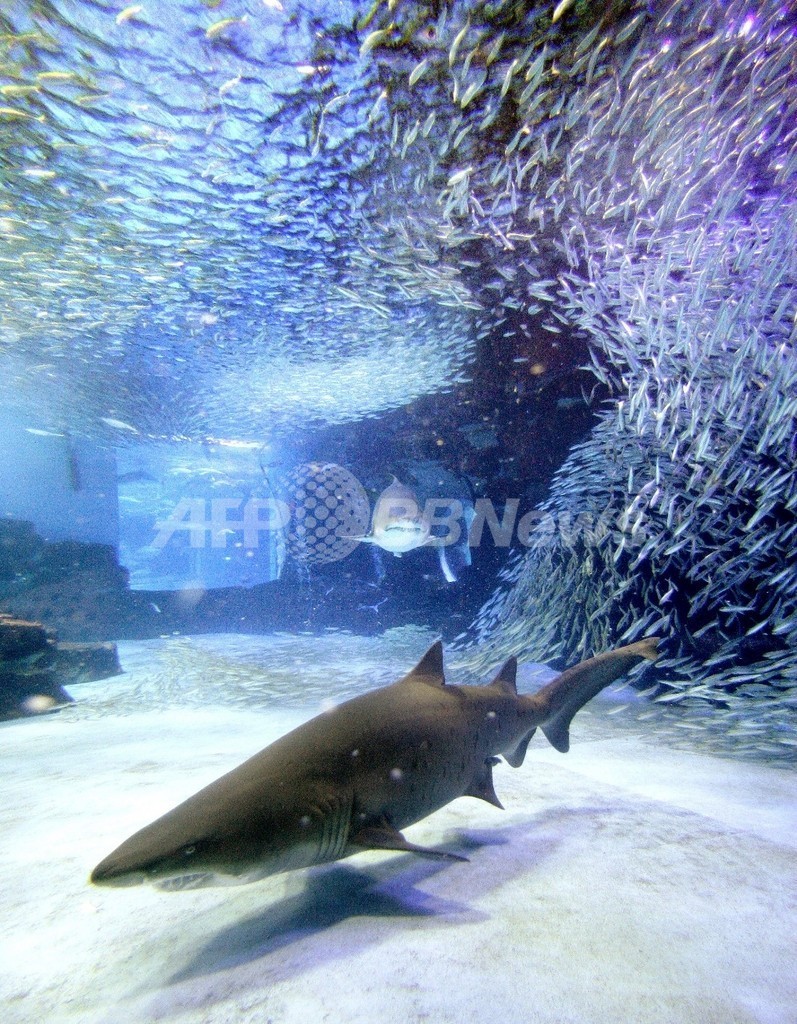大西洋北東部のサメ、乱獲で絶滅の危機に 大西洋北東部のサメ、乱獲で絶滅の危機に