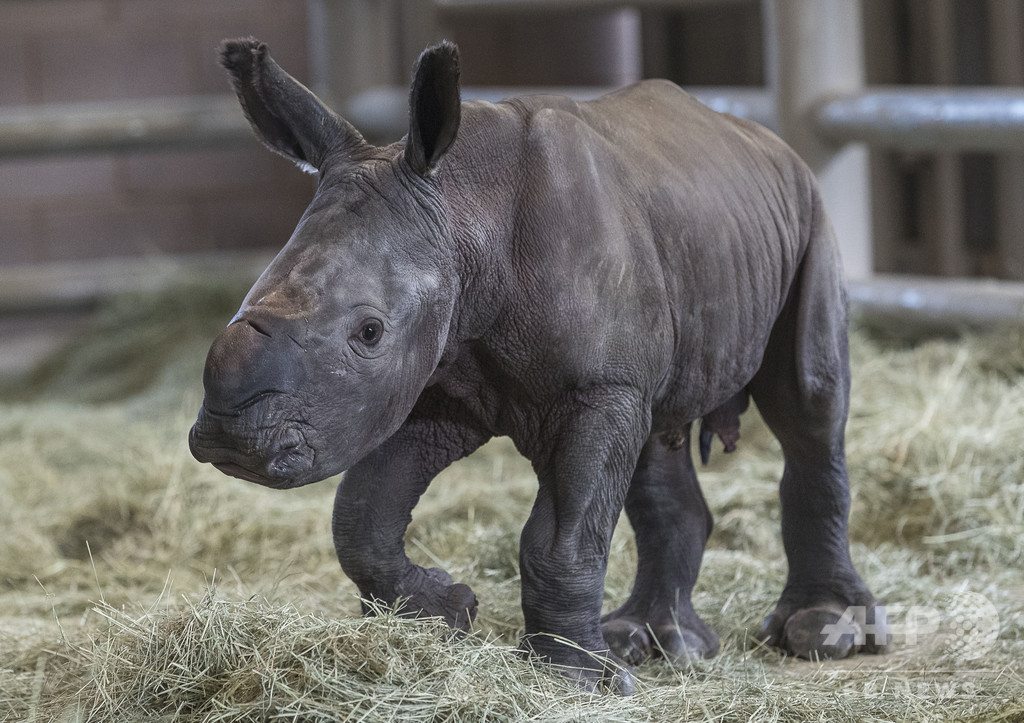 人工授精でミナミシロサイの赤ちゃん誕生、絶滅寸前の亜種にも希望 人工授精でミナミシロサイの赤ちゃん誕生、絶滅寸前の亜種にも希望