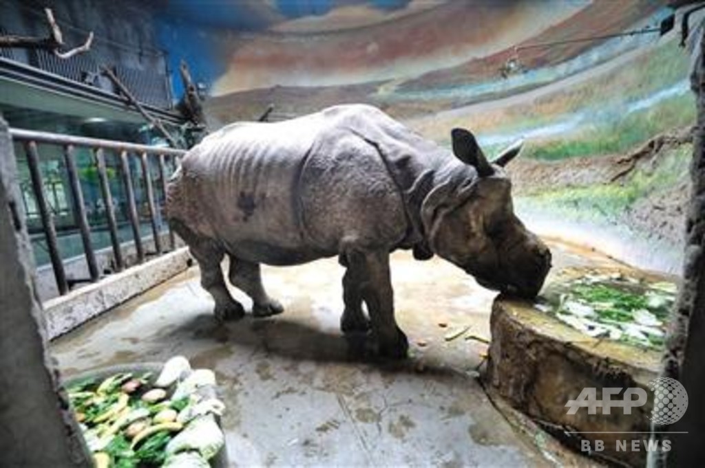 中国的「敬老の日」 ご長寿の動物をいたわる北京動物園