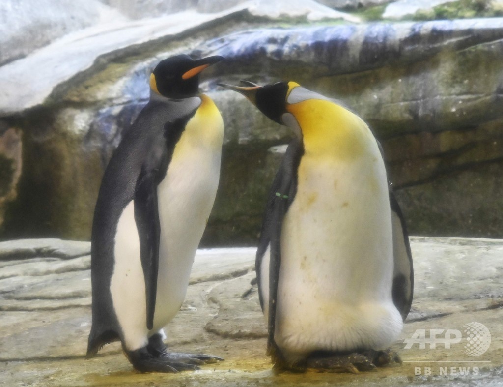 そして父になる 雄ペンギンのカップル 本物の卵を温め中 写真6枚 国際ニュース Afpbb News
