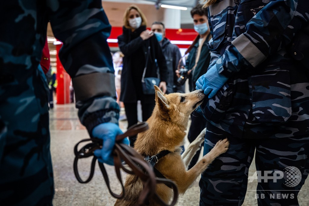 ロシア コロナ感染過去最多に 航空大手は探知犬を訓練 写真8枚 国際ニュース Afpbb News