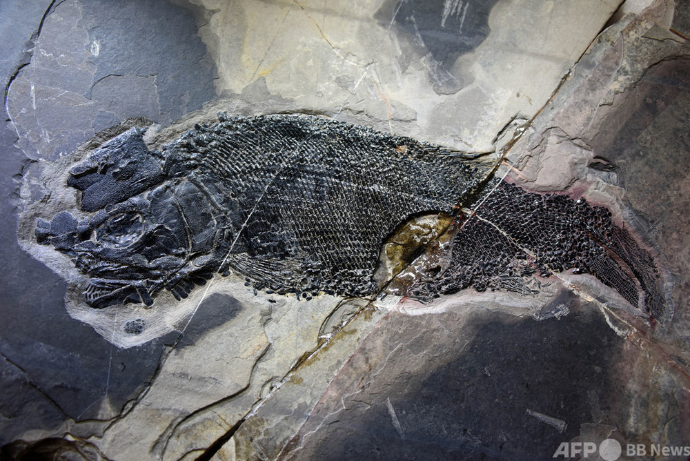 中国雲南省で2億4400万年前の魚の化石を発見 写真3枚 国際ニュース