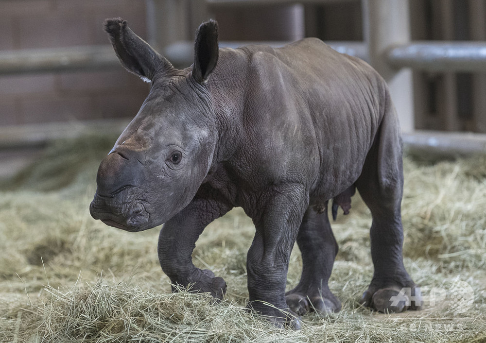 人工授精でミナミシロサイの赤ちゃん誕生 絶滅寸前の亜種にも希望 写真1枚 国際ニュース Afpbb News