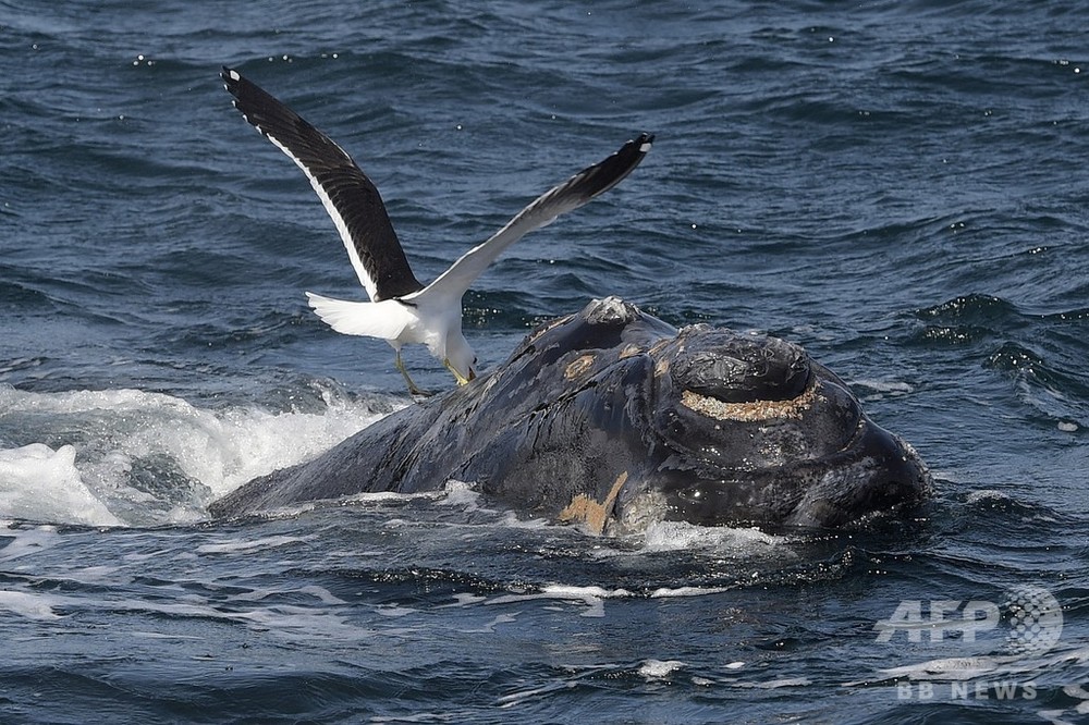 南大西洋のクジラ禁漁区案、日本など捕鯨支持国の反対で否決 写真5枚