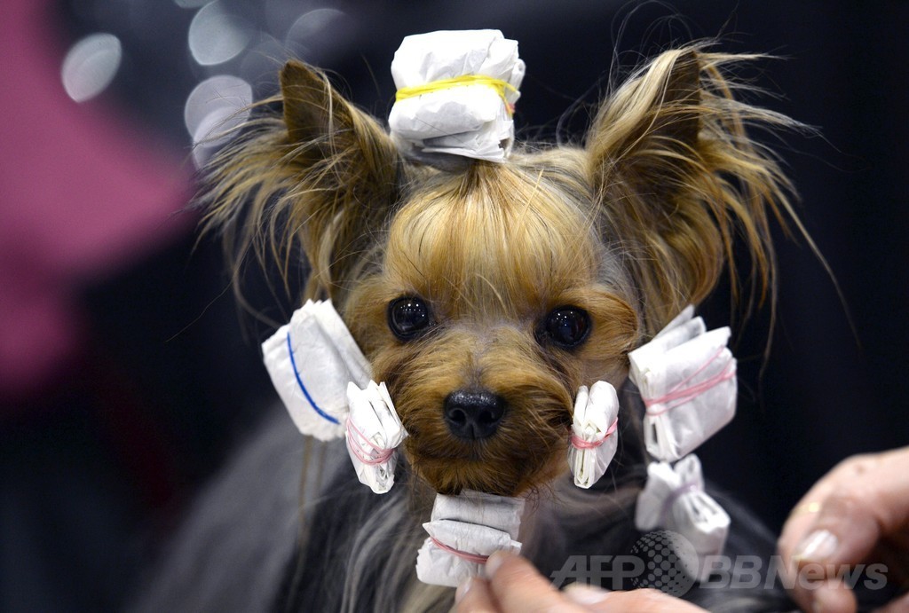 おめかしして準備万端、ドイツのドッグショー