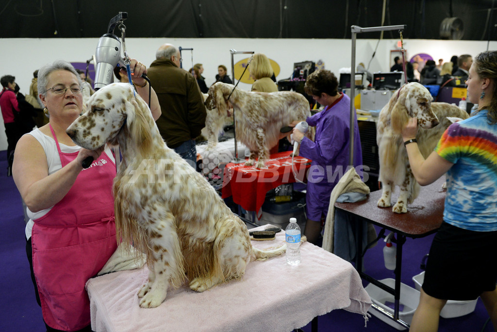 アーフェンピンシャーに栄冠、ウエストミンスター・ドッグショー