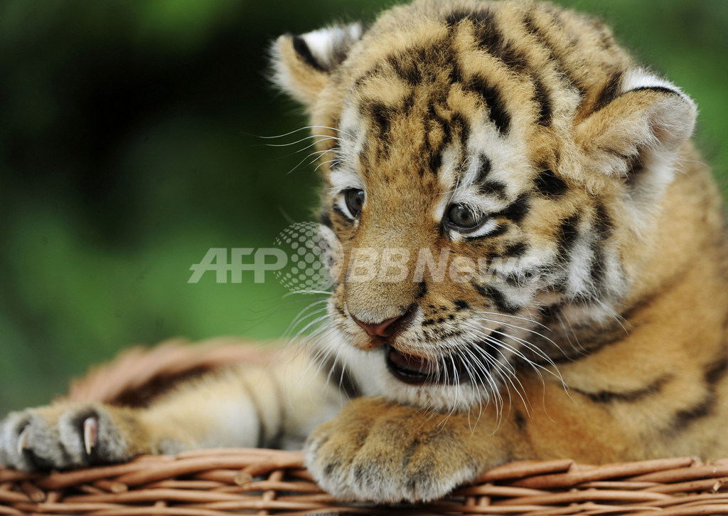 生後6週間のトラの赤ちゃん 体重はすでに5キロ 国際ニュース Afpbb News 生後6週間のトラの赤ちゃん 体重はすでに5キロ 国際ニュース Afpbb News
