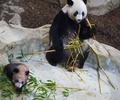 フランスの赤ちゃんパンダも一般公開 生後5か月のユアンメン 写真10枚 国際ニュース Afpbb News