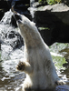 ドイツ・ベルリン動物園（Berlin Zoo）で、えさの魚を口に入れるホッキョクグマのクヌート（Knut、2010年6月17日撮影）。(c)AFP/BARBARA SAX