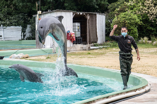 仏、イルカなどの動物ショーを禁止 法案可決