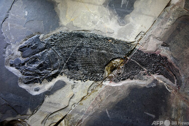 中国雲南省で2億4400万年前の魚の化石を発見 写真3枚 国際ニュース