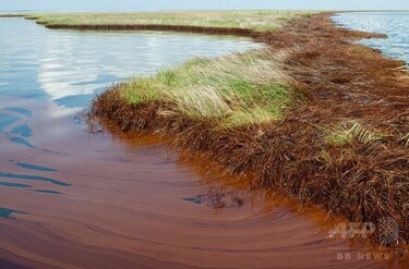 メキシコ湾原油流出事故、200万バレルが海底に沈殿か 米研究 写真1枚