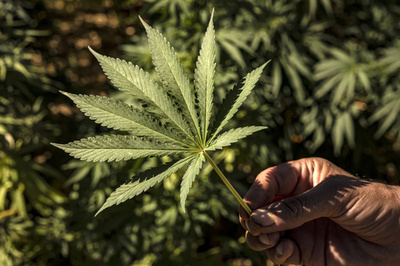 モロッコ国王、大麻栽培農民4800人以上に恩赦