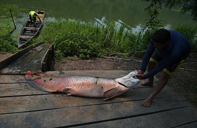 ブラジル熱帯雨林の魚に食べると危険な濃度の水銀、違法採掘が原因