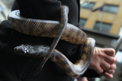 オーストラリアの全国絶滅危惧種デー、コアラやタスマニアデビル展示