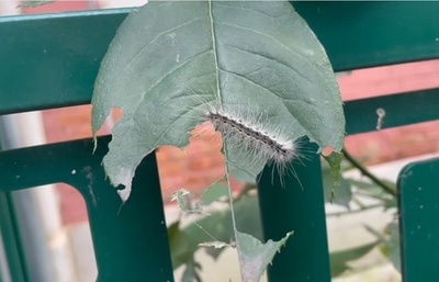 北京で毛虫が大量発生