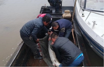 黒竜江で「生きた化石」ダウリアチョウザメが捕獲される