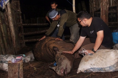 40年ぶり接触のスマトラサイ死ぬ インドネシア・カリマンタン島