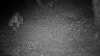 動画:華北ヒョウの交尾を撮影 山西省和順県